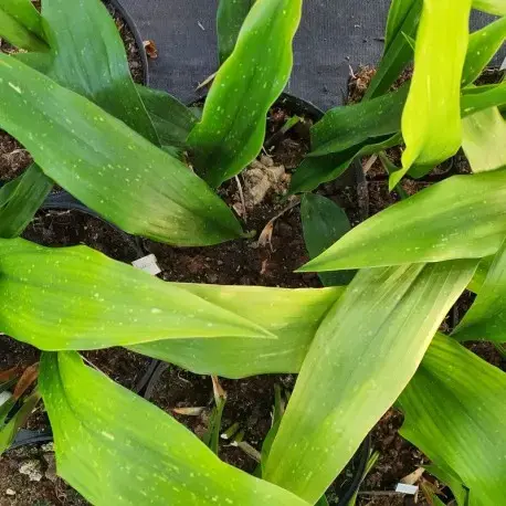 Aspidistra mushaensis 'Purple Picket' BSWJ315 Aspidistra mushaensis 'Purple Picket' BSWJ315