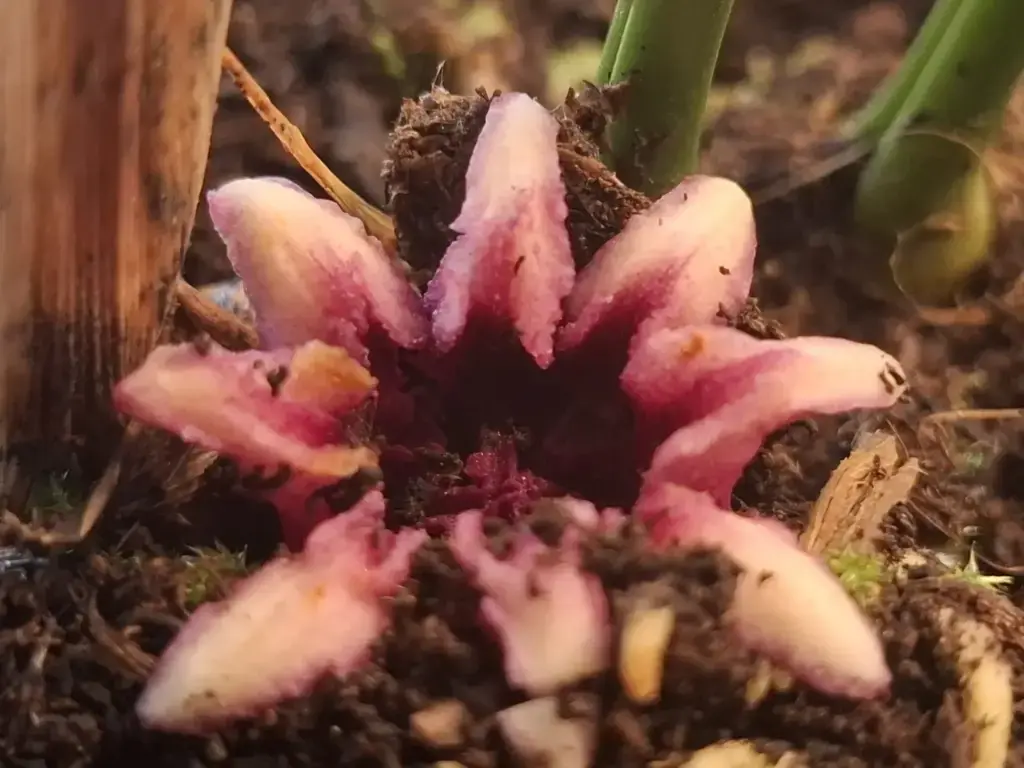 Aspidistra daibuensis 'Taiwan Stars' BSWJ312B Aspidistra daibuensis 'Taiwan Stars' BSWJ312B