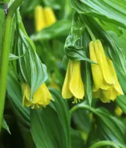 Disporum flavens BSWJ872 Disporum flavens BSWJ872