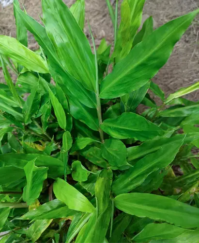 Zingiber mioga 'Crugs Zing' BSWJ4379 Zingiber mioga 'Crugs Zing' BSWJ4379