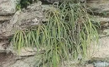 Pteris dactylina Hooker Pteris dactylina Hooker
