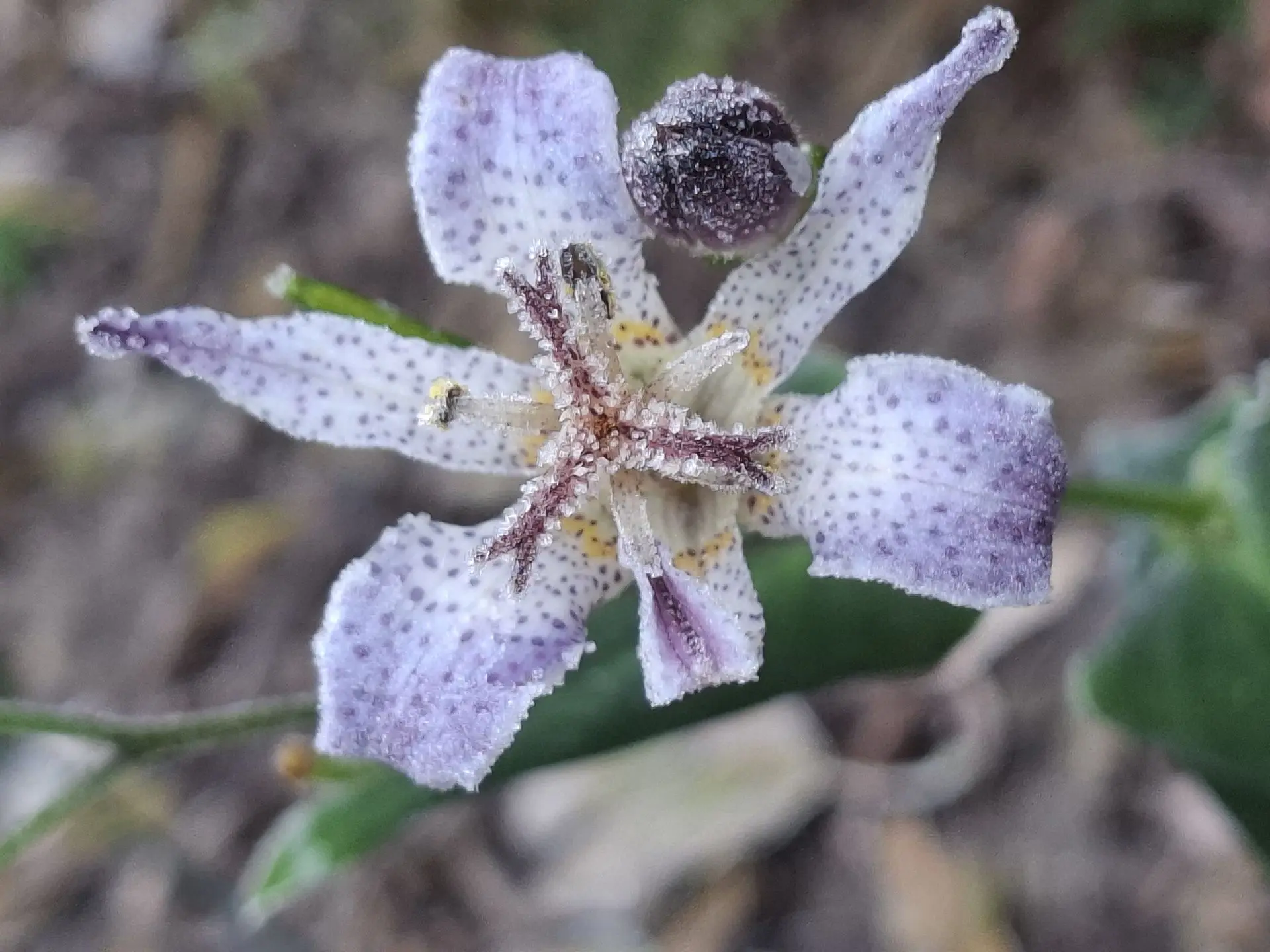 Tricyrtis formosana v. grandiflora 'Long-Jen Violet'