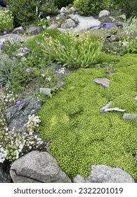Kevock garden plants