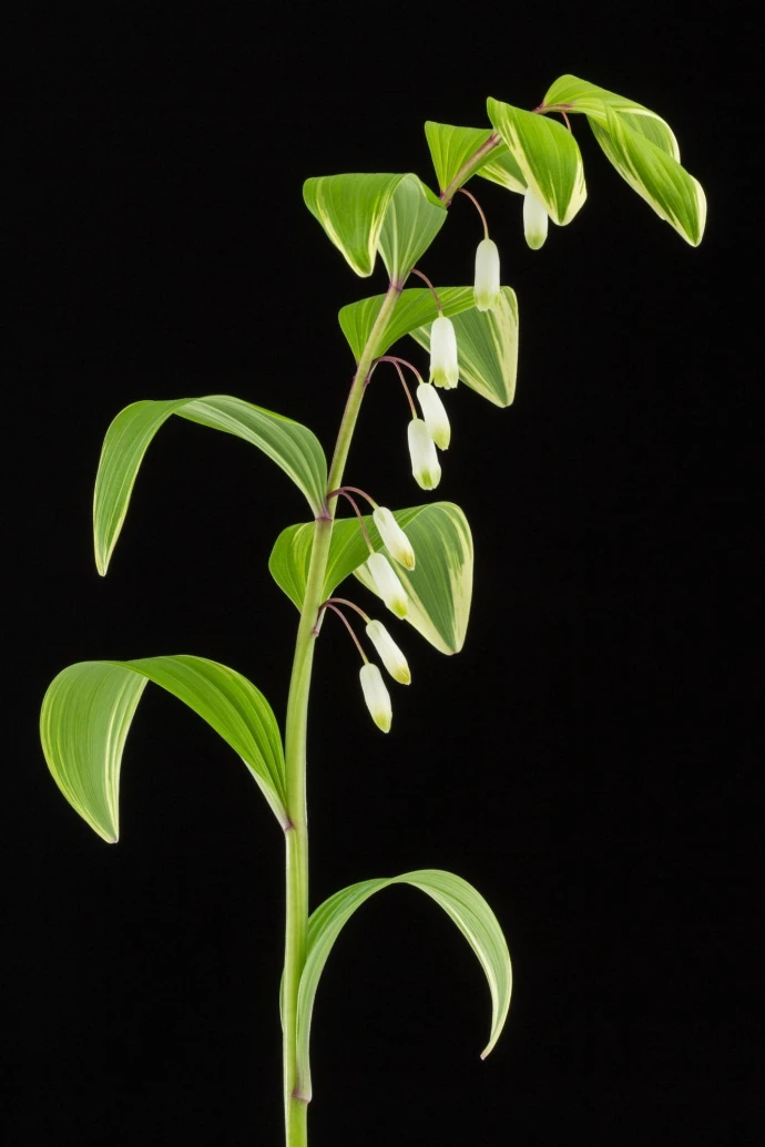 Polygonatum falcatum 'Variegatum'