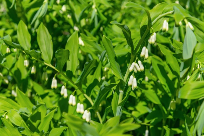 Polygonatum x hybridum