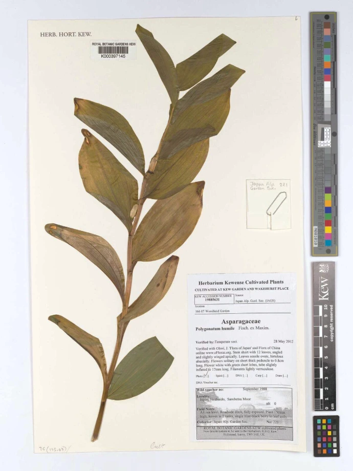 Polygonatum humile