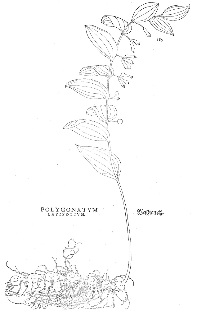 Polygonatum latifolium