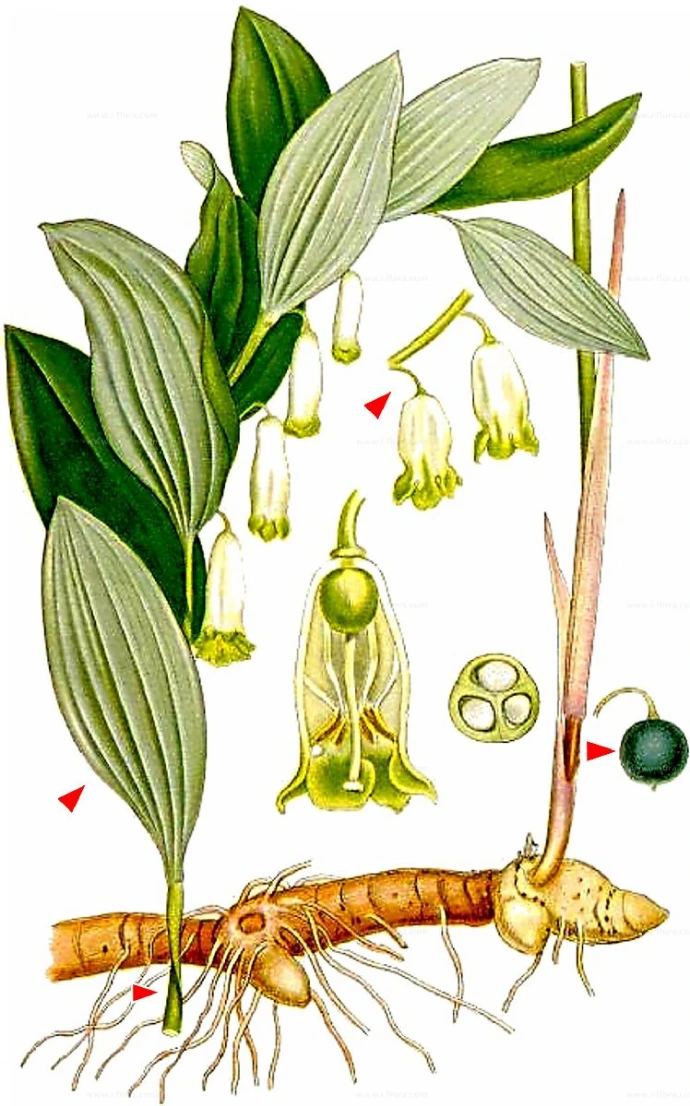 Polygonatum odoratum