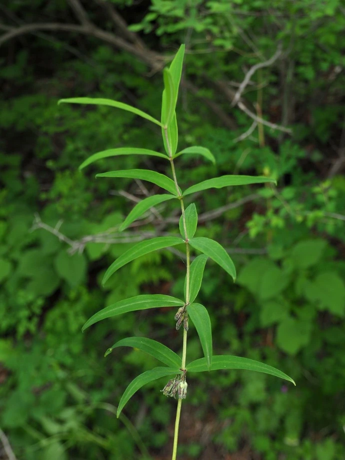 Polygonatum verticillatum