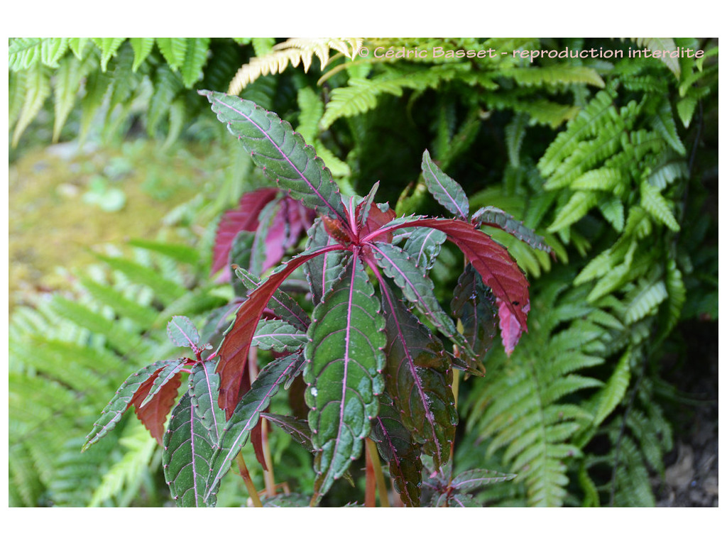 Impatiens omeiana 'Pink Nerve' Impatiens