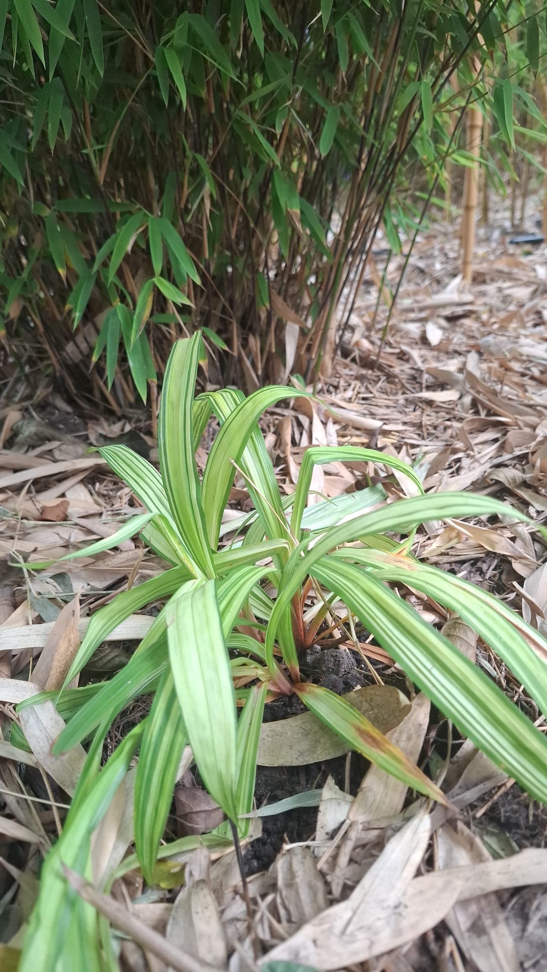 Carex siderosticha 'Shiro Nakafu'
