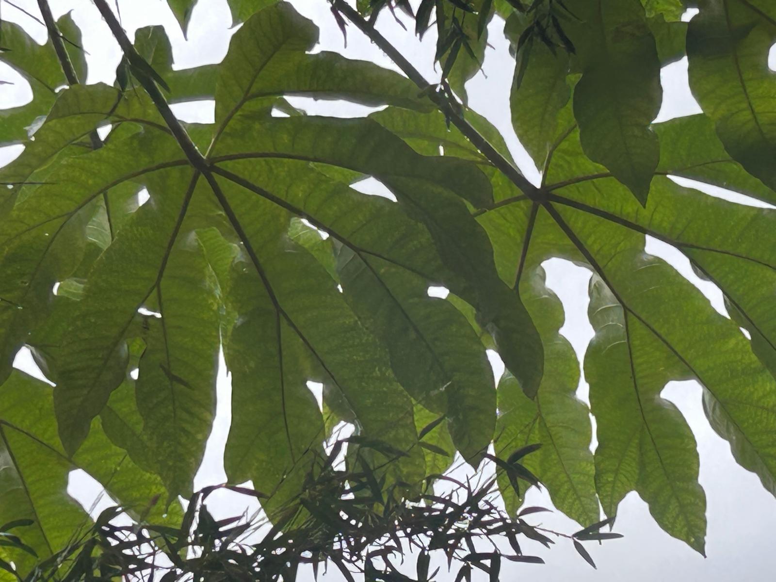 Tetrapanax papyrifer