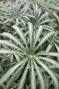 B84.webp