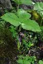 P62.webp