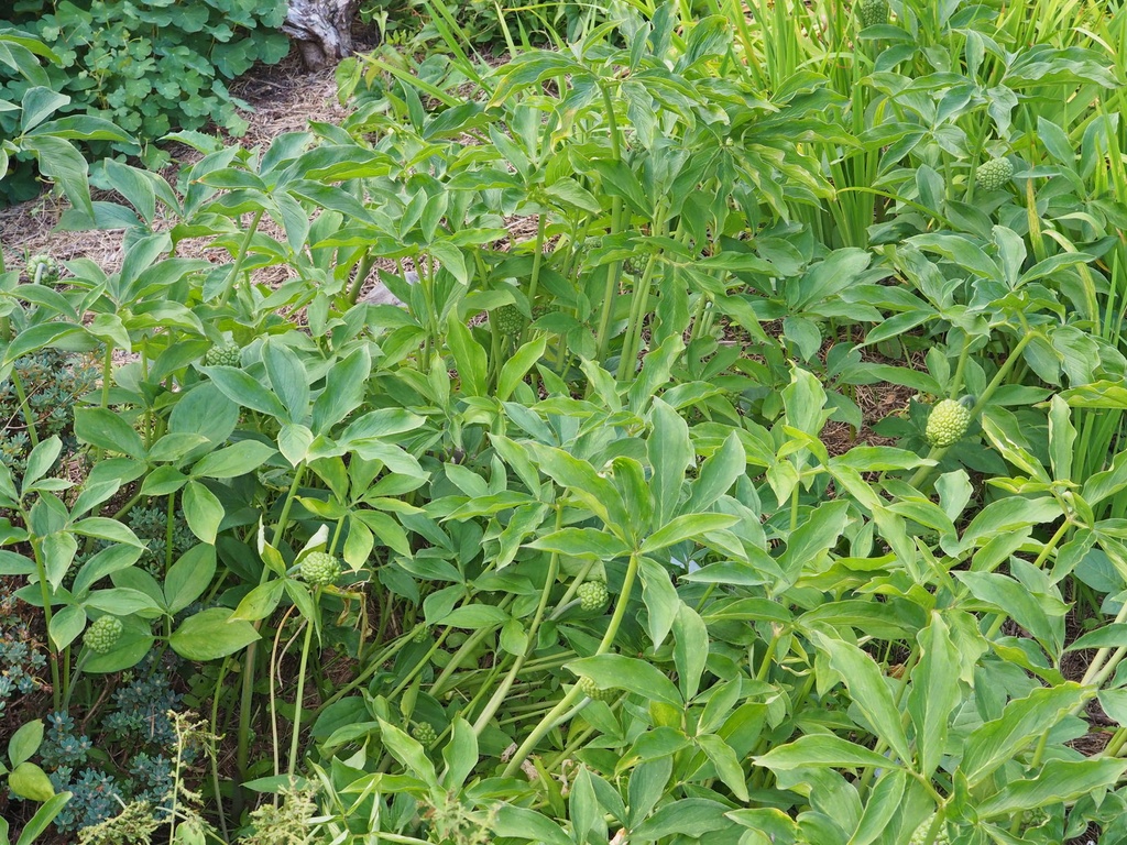 P74a.jpg