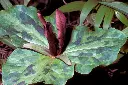 F69.webp