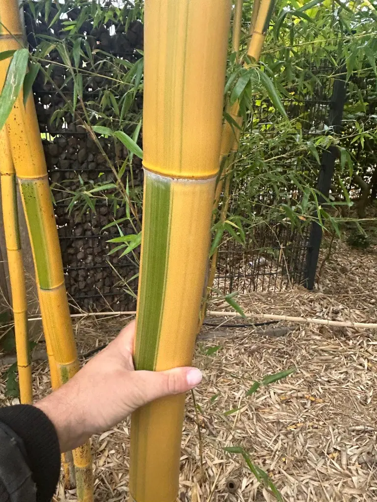 WhatsApp Image 2025-10-07 at 09.30.16 (21).webp