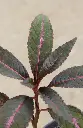 B137.webp