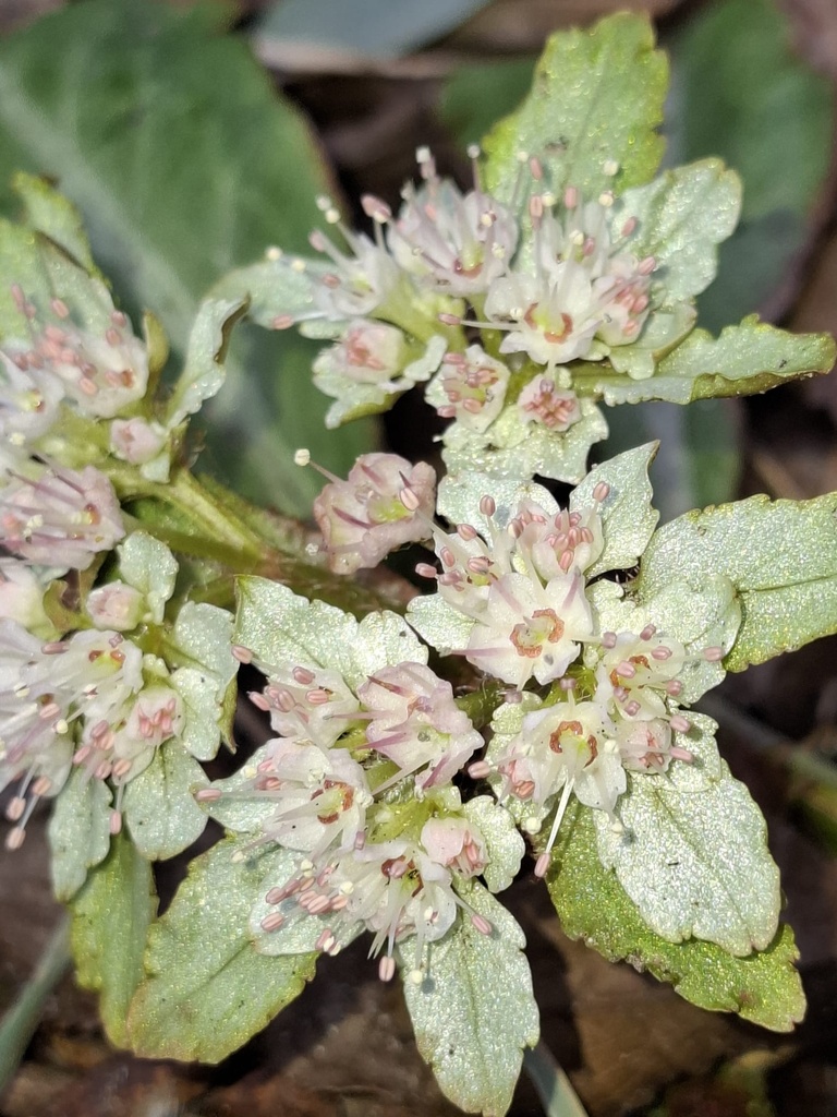 WhatsApp Image 2026-02-01 at 10.44.14.webp