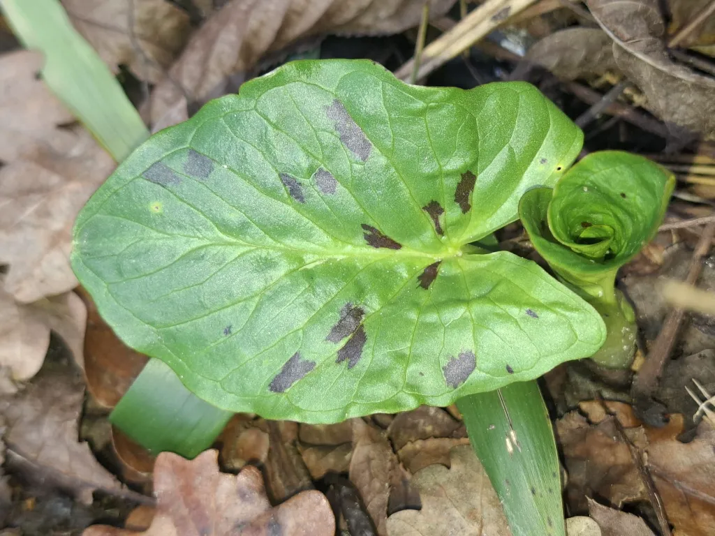 WhatsApp Image 2026-02-01 at 14.06.42 (1).webp