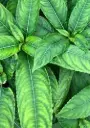 Impatiens Pritzelii 'Sichuan Gold'
