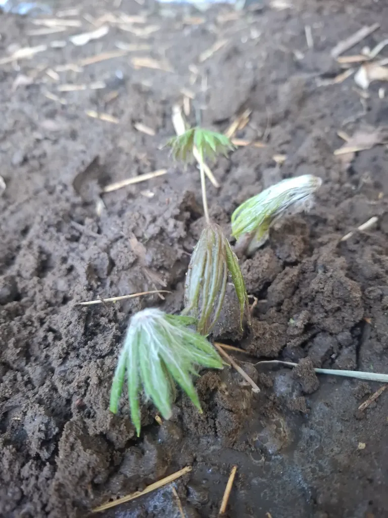 [496] Syneilesis palmata Komenenagashi.webp