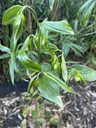 image.webp