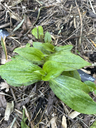 image.webp