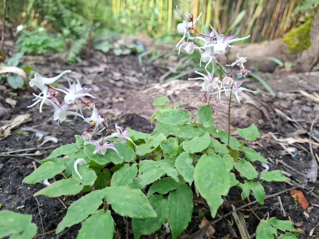 [185] Epimedium grandiflorum 'White Queen' .webp