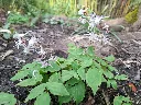 [185] Epimedium grandiflorum 'White Queen' .webp