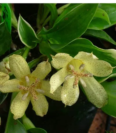 0000242_tricyrtis-ohsumiensis-nakatsugawa.webp