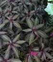 image_1024