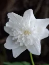 20260426073130.webp