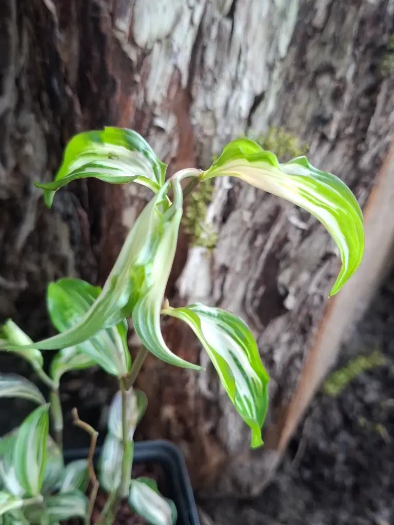 Disporum cantoniense 'Moonlight'.webp