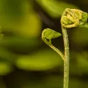 Adiamtum-thalictroides-DSG-9-micro-260x260.webp