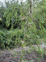 IMG_3509.webp