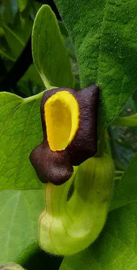 aristolochia14565.webp