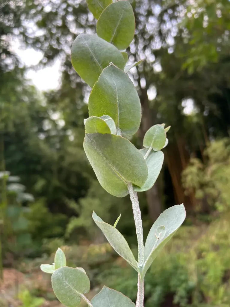 Eucalyptus cordata