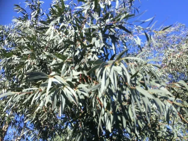 Eucalyptus parvula (Syn. Eucalyptus parvifolia)