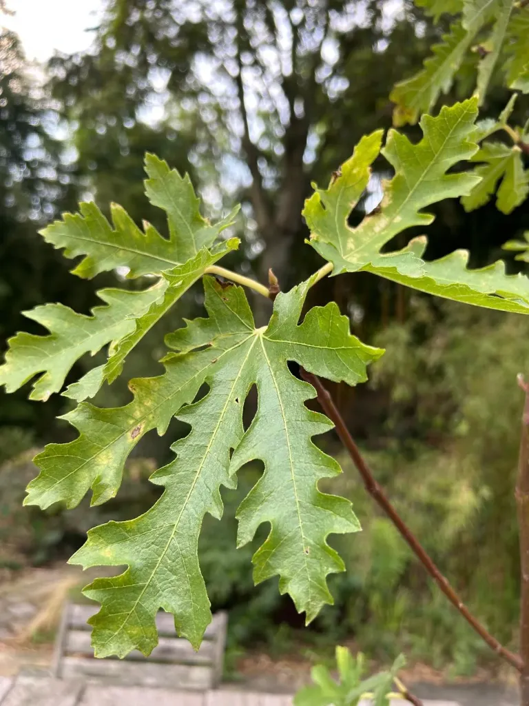 [810] Ficus carica 'Ice Crystal'