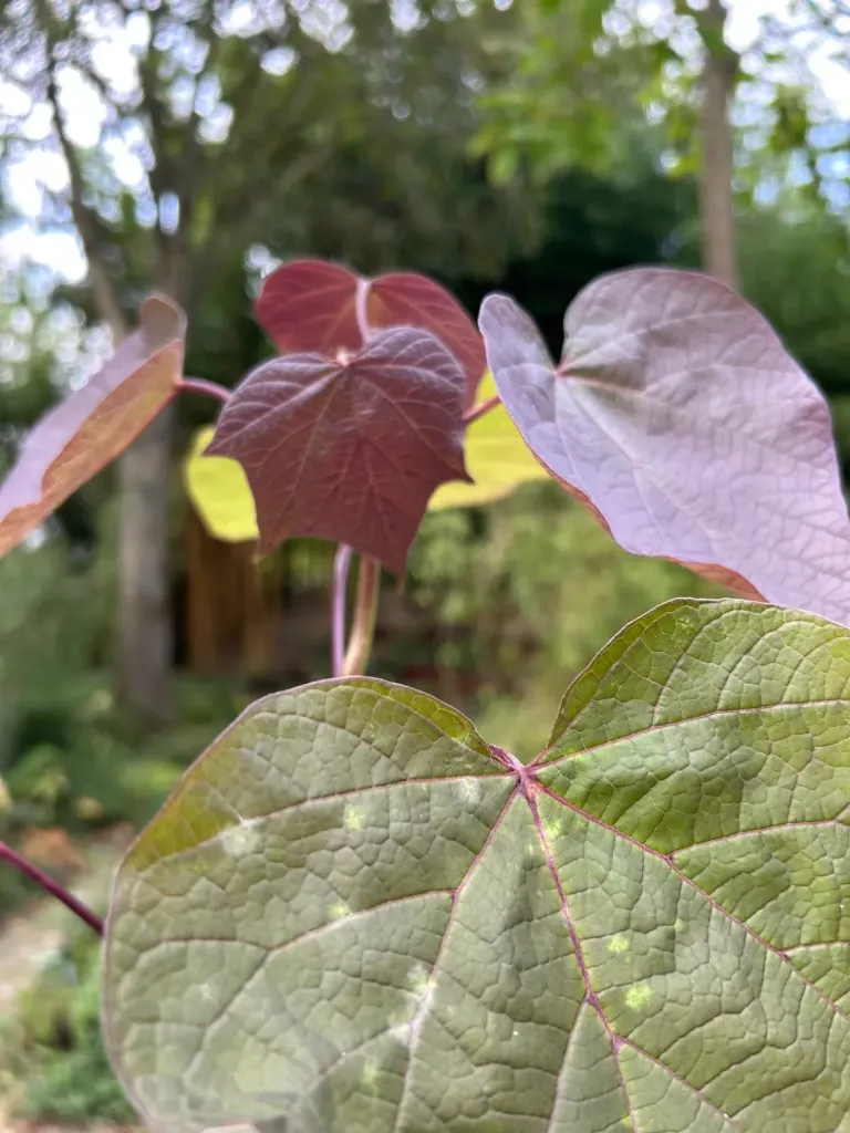 Catalpa erubescens 'Purpurea'
