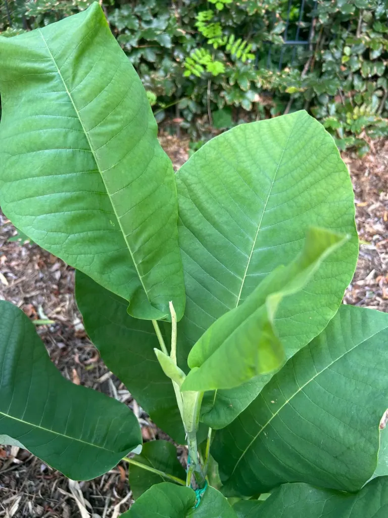 Magnolia macrophylla ssp. ashei