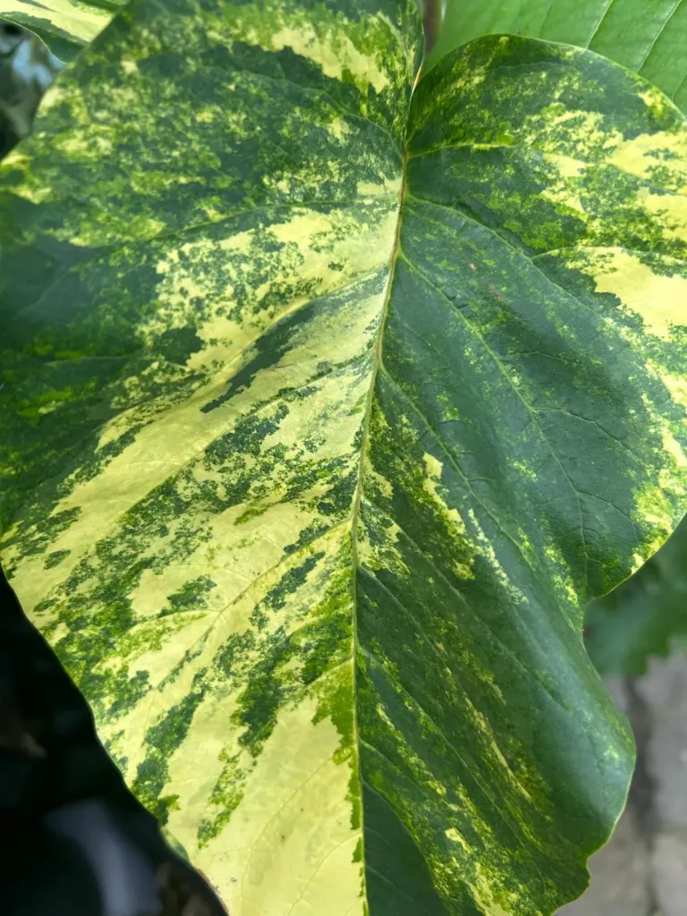 Magnolia acuminata variegata