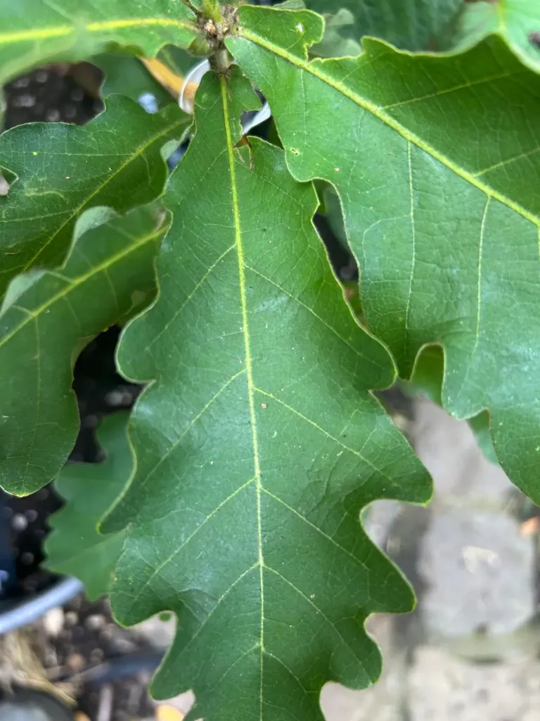 Quercus dentata