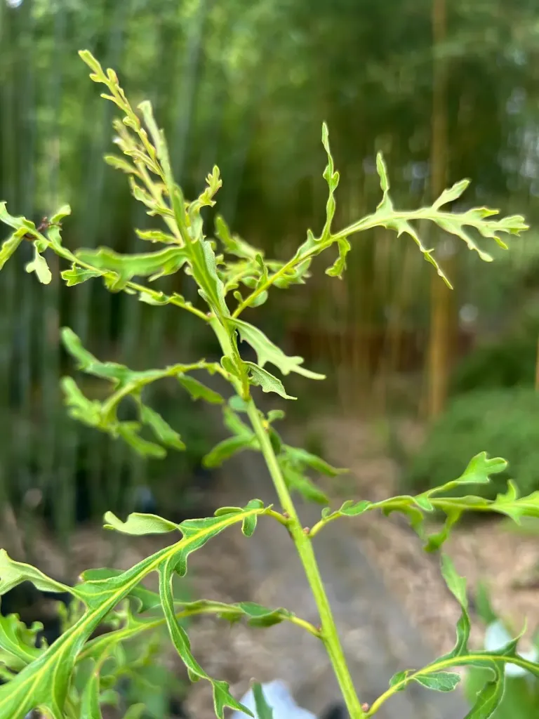 Quercus robur 'Posnania'