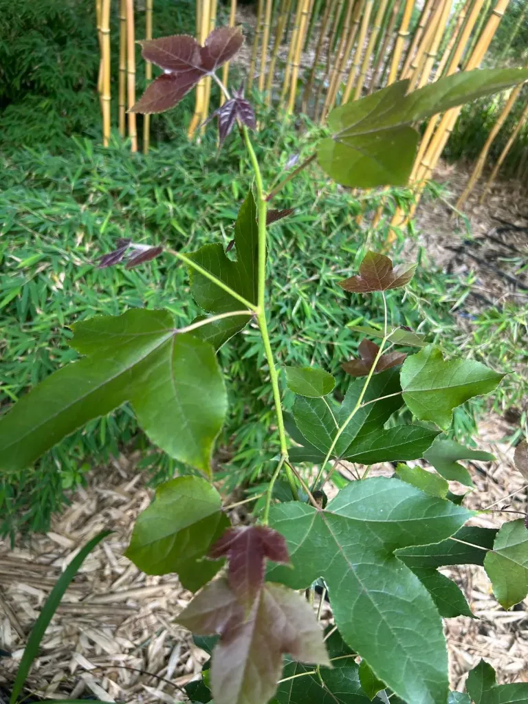 [777] Liquidambar acalycina ex. Nantes