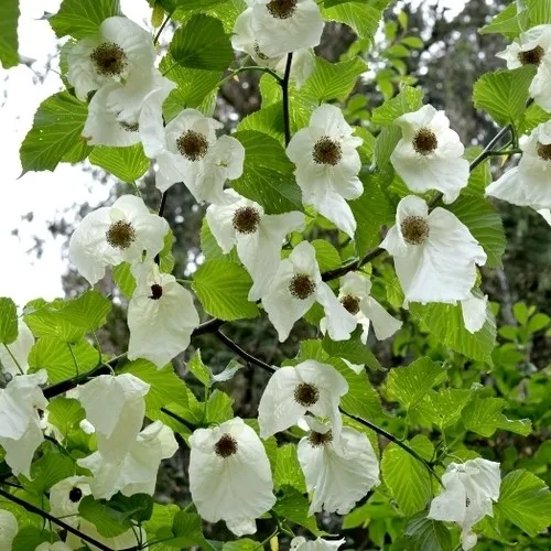 Davidia involucrata 'Kylee's columnar'