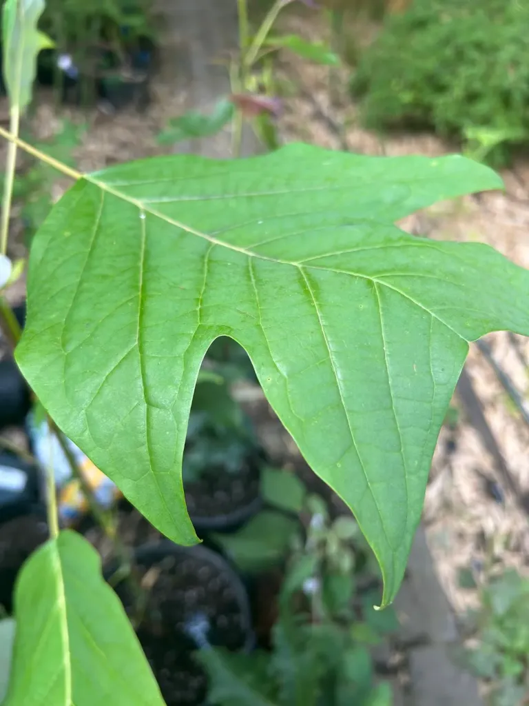 Liriodendron chinense ex. Vietnam