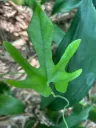 Aristolochia cucurbitifolia