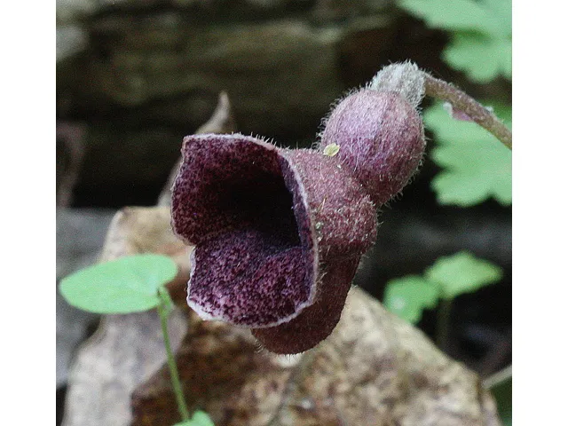 [789] Aristolochia serpentaria